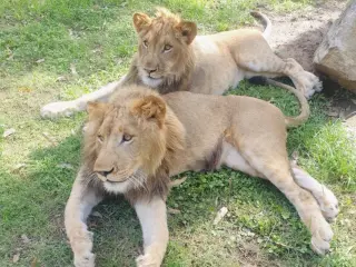 Shoalhaven Zoo