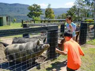 Pigs