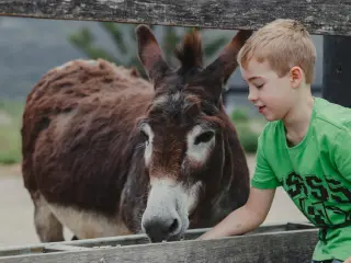 Donkey