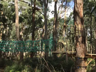 Tree Adventure
