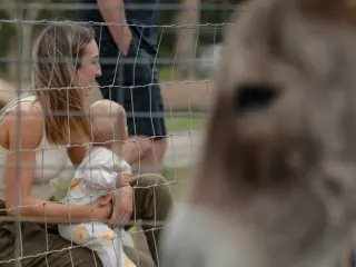 Watching the donkeys