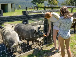 Feeding the pigs, Pumba and Peppa