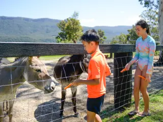 Feeding the animals