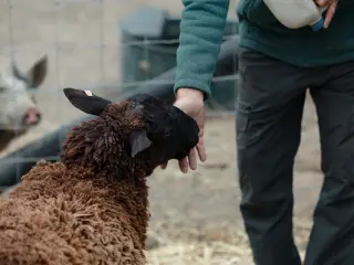 Feeding the sheep