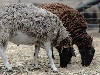 Our sheep, Coco and Splint