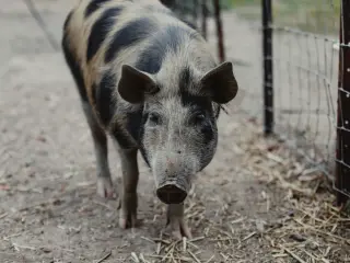 Pumba the pig