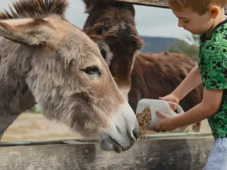 Feeding the donkeys, Buster and Leslie