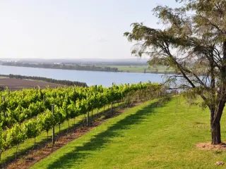 Two Figs Winery